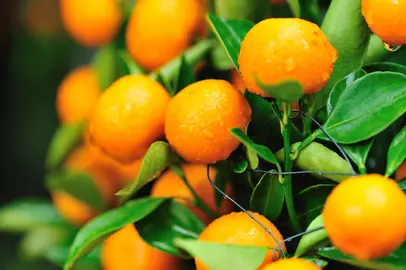 When Is The Best Time To Trim Mandarins?