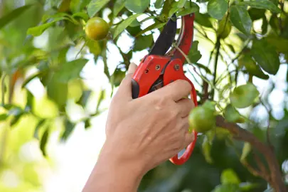 When Is The Best Time To Trim Oranges?