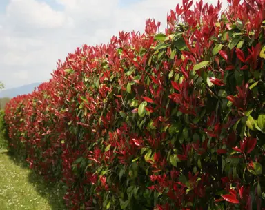 When Is The Best Time To Trim Photinia?