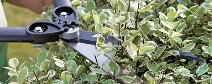 When Is The Best Time To Trim Pittosporums?