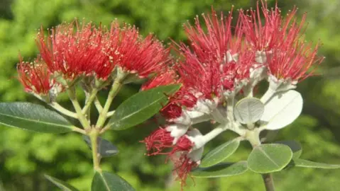 When Is The Best Time To Trim Pohutukawa?
