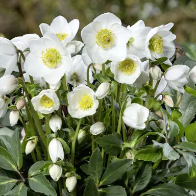 Best Varieties for New Zealand.