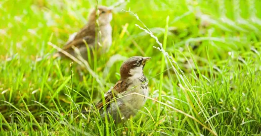 Managing Birds In A Newly Sown Lawn.