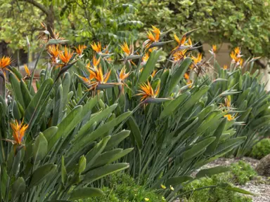 Can You Grow Bird Of Paradise From A Cutting?