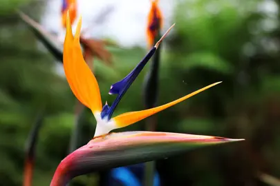 Bird Of Paradise Flower.