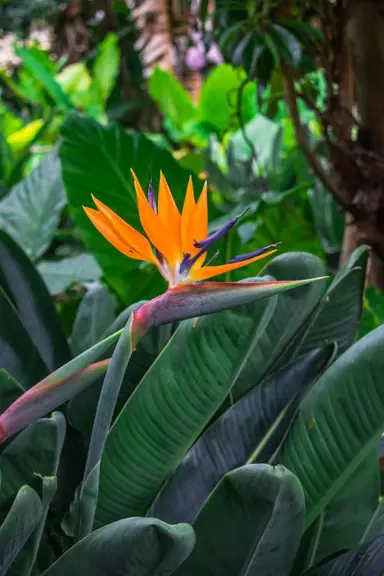What Bird Of Paradise Plants Are Available In NZ?