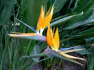 Do Birds Of Paradise Need Lots Of Water?