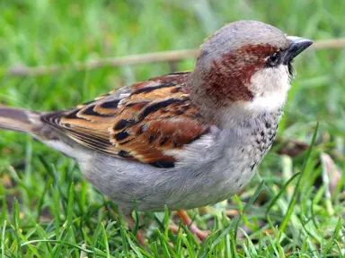 Should I Use Lawn Seed Treated With Bird Repellent? .
