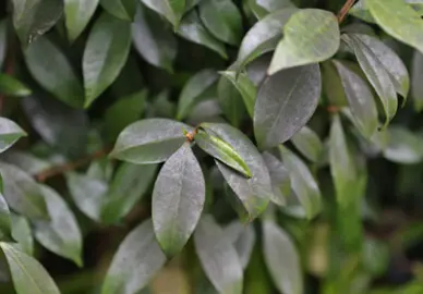 Blackening On Star Jasmine Stems And Leaves.