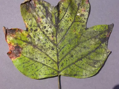 Why Is My Ivy Covered In Black Soot?