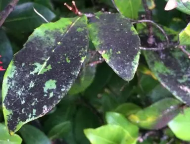 Why Is My Photinia Covered In Black Soot?