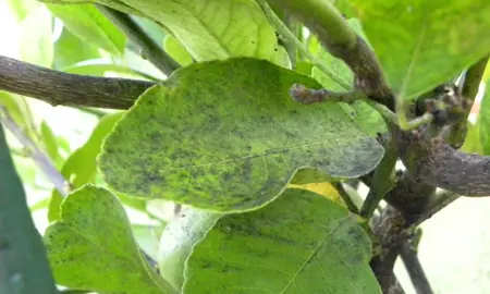 Why Is My Lime Covered In Black Soot? .