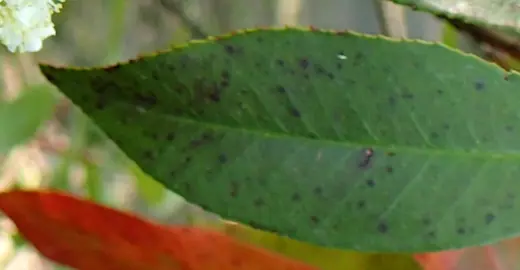 Black Spots On Photinia.