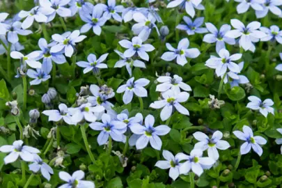 What Are The Characteristics Of Pratia Angulata Blue Star Creeper?