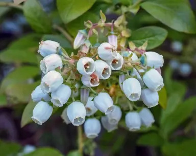 Blueberry Flowering and Pollination.