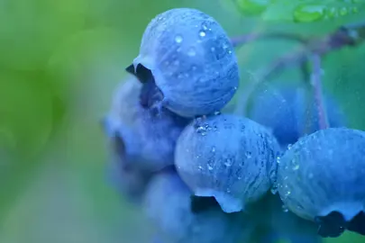 Blueberry FAQ’s.