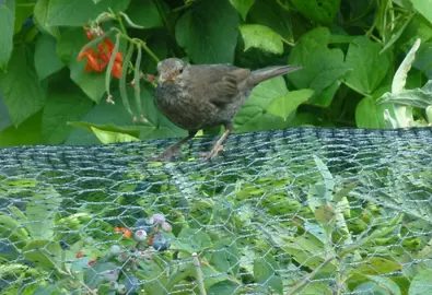 Managing Pests and Diseases in NZ.
