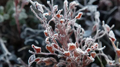 Care Guide for Blueberry Plants.