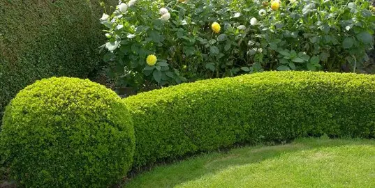 Hedge Plants For Borders.