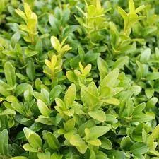 Is Boxus The Same As Buxus?