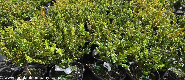 Where To Buy Bulk Hedge Plants.