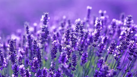 Where To Buy Bulk Lavender Plants.