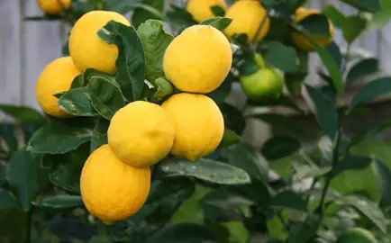Where To Buy Bulk Lemons Trees.
