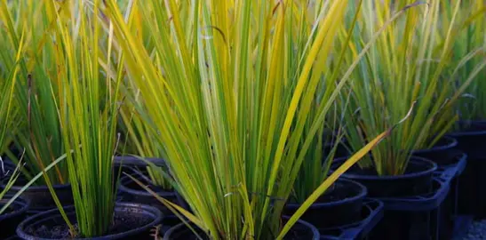 Where To Buy Bulk Libertia Plants.