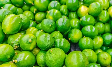 Where To Buy Bulk Limes Trees.