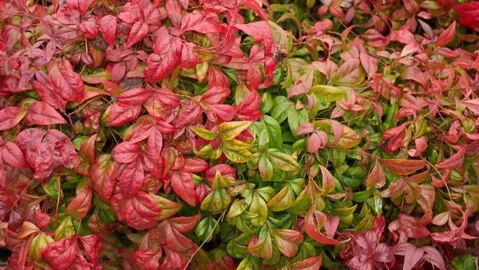 Where To Buy Bulk Nandina Plants.