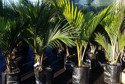 Where To Buy Bulk Nikau Palm Plants.