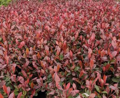 Where To Buy Bulk Photinia Plants.