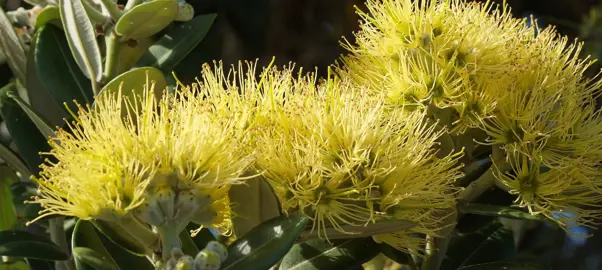 Where To Buy Bulk Pohutukawa Plants.