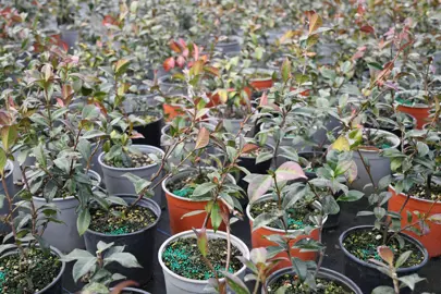 Where To Buy Bulk Star Jasmine Plants.