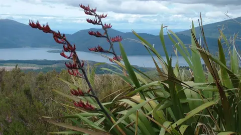 What Is The Bush Flax In NZ?