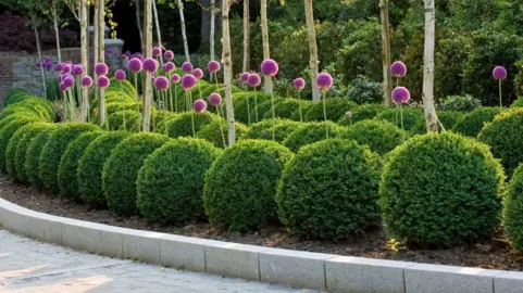 How To Make A Buxus Ball.