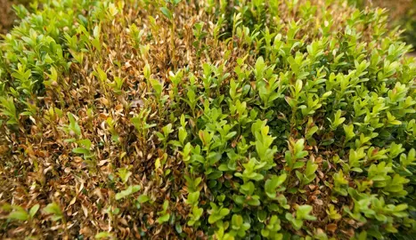 What is Buxus Blight?