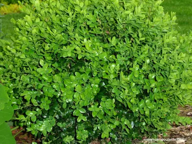 Buxus In The Plant Company’s Database.