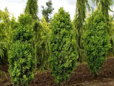 Buxus Graham Blandy Hedge.