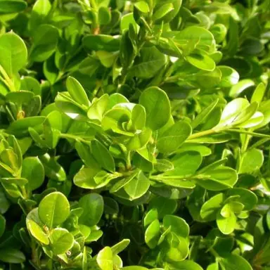 Buxus Green Gem Hedge.