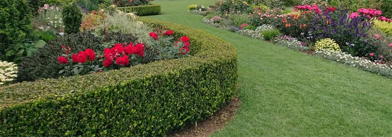 Buxus Hedge Care.