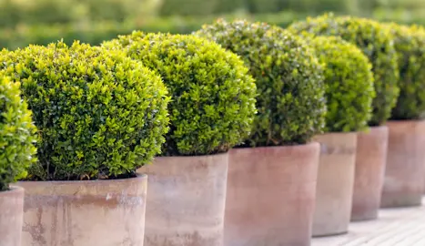 Landscape Design Ideas For Buxus.