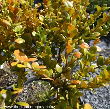 What Is Causing The Buxus Leaves To Yellow?