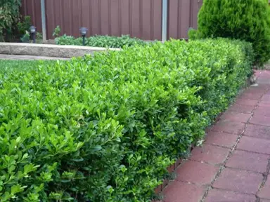 Buxus Microphylla Hedge.