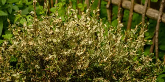 Phytophthora In Buxus.