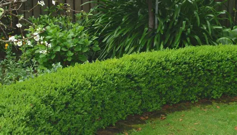 Buxus sempervirens Hedge.