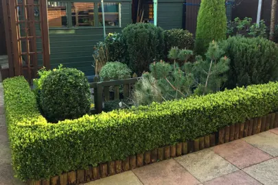 Buxus Sempervirens (Box Hedge) Information.