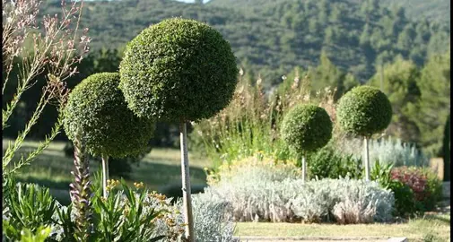 How To Make A Topiary Standard Buxus.