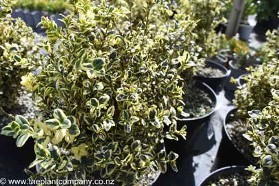 What Are The Common Buxus Varieties Grown In NZ?