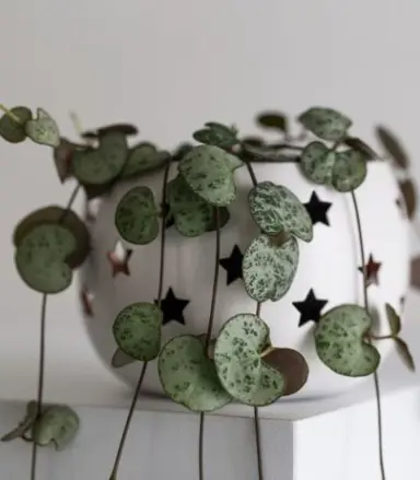 Buying Chain of Hearts Plants in New Zealand.